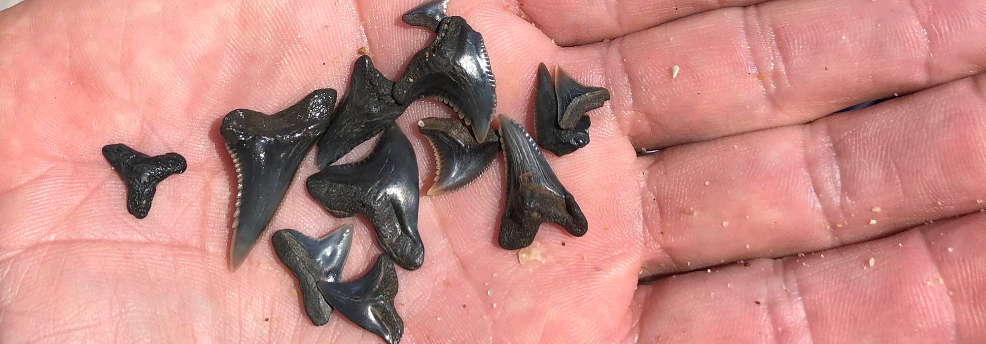 sharks teeth held in a hand