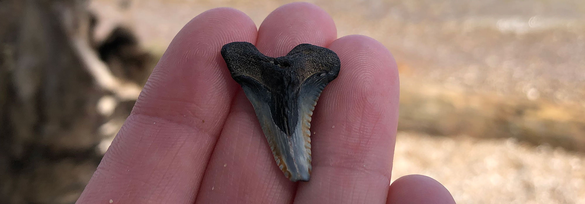 A shark's tooth held in a hand