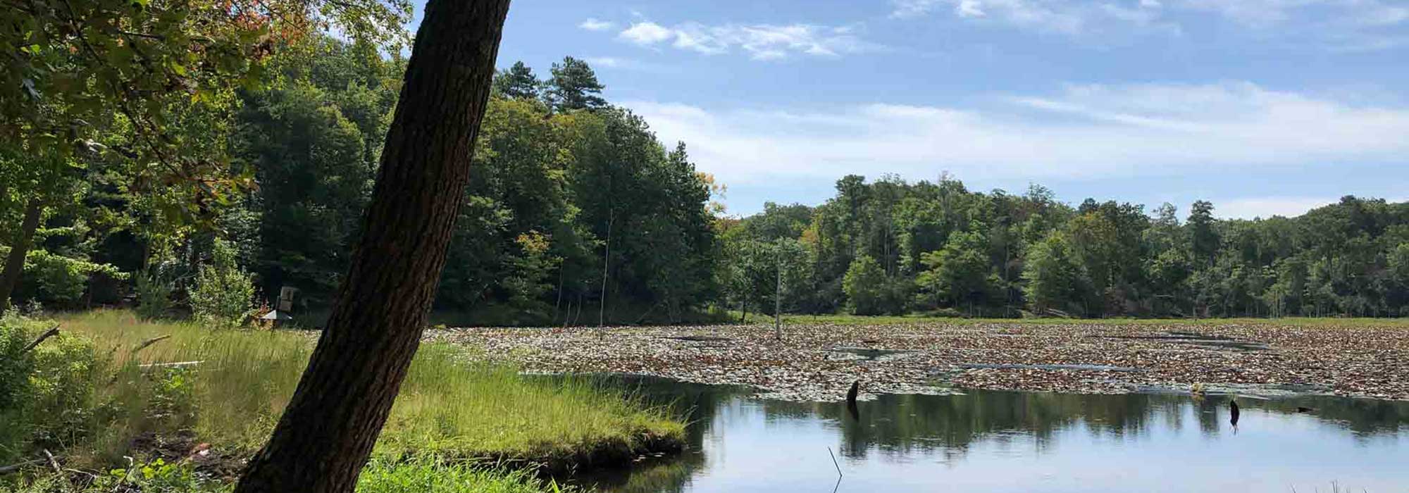 tree overlooking pond